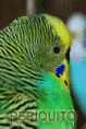 /album/periquitos/periquito-australiano-1-gif/
